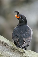 Crested Auklet